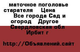 маточное поголовье старателя  › Цена ­ 3 700 - Все города Сад и огород » Другое   . Свердловская обл.,Ирбит г.